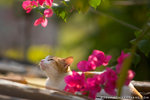 _MG_1799-2