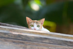 _MG_1807-2