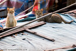 _MG_1813-2