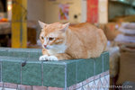 _MG_1121-2
