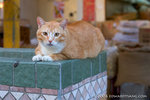 _MG_1123-2
