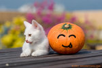 _MG_9954-3