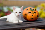 _MG_9967-3