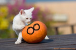 _MG_9996-3