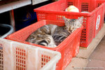 _MG_0158-2