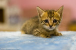 _MG_9496-2