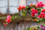 _MG_9593-2