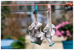 _MG_9695-2