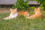 _MG_4314-2