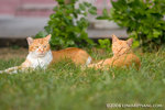 _MG_4320-2