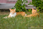 _MG_4321-2