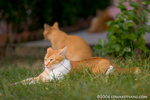 _MG_4322-2