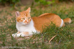 _MG_4330-2