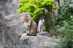 _MG_5061-2