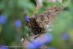 _MG_5080-2