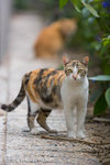 _MG_5090-2
