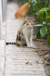 _MG_5092-2