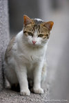 _MG_5100-2