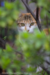 _MG_5153-2