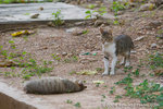 _MG_5164-2