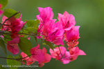 _MG_5167-2