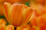 _MG_2311-2