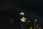 DSC_0024s