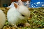 DSC_0294