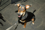 Gary's dog - �i�l