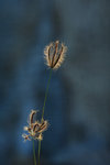 DSC_0052s