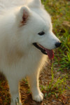 DSC_0037.nef