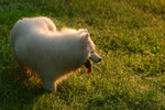 DSC_0039.nef
