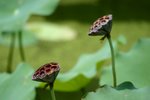 CRW_2403