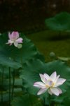 CRW_2432