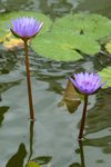 CRW_2453