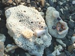 DSCF0530R