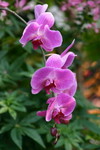 CRW_1186_RJ