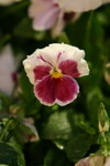 CRW_1389_RJ
