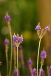CRW_1418_RJ