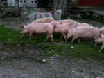 PICT0044_resize