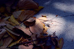 
Leaves on the spot