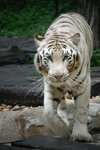 The White Tiger
