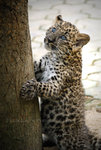 Baby Spot