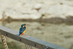 DSC_3562e