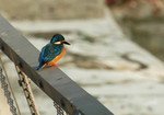 DSC_3565e
