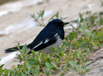 DSC_3618e
