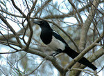 DSC_3680e