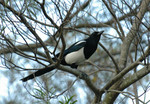 DSC_3681e