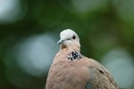 DSC_7387e