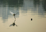 DSC_9542e